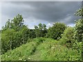 Path in Petershill Nature Reserve in EH48 4DP
