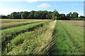Bridleway towards Hargrave in Dean and Shelton