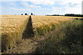 Footpath through the barley in PE28 0NA