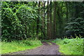 Path through Barnsell Copse, approaching Parkwater Road in SP5 2RD