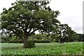 Trees in a sea of maize in RG10 9DJ