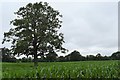 Isolated tree in a field of maize in RG10 9DJ