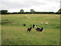 Sheep at Upper Dean in PE28 0NA