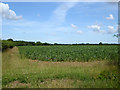 Field of beans, Brick End in CM6 2BH