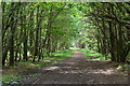 Bridleway through Ringwood Forest in BH24 3QD