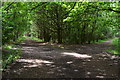 Junction of tracks in Ringwood Forest in BH24 3QD