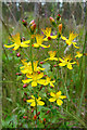 Slender St John's Wort (Hypericum pulchrum) in AB56 5EY