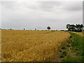 Arable land near footpath, Willingale in CM5 0TF