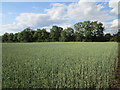 Wheat field at Upper Dean in Dean and Shelton
