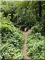 Woodland viewed from Darent Valley Path in DA1 1NS