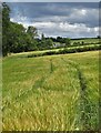 Barley fields and Dunston Hole Farm in S41 9RW