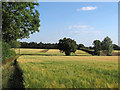 Footpath through arable land, Willingale in CM5 0QD