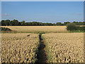 The Essex Way through arable land, Willingale in CM5 0PY