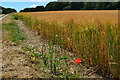 Lone poppy beside golden field in SP11 7BT