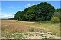 Edge of woodland by Dunkirt Barn in Anna Ward