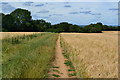 Path across field toward The Drove in SP11 7BT