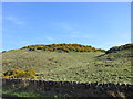 Gorse on Barry Hill in PH11 8HQ