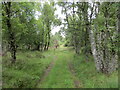 Woodland Track heading towards Bogingore in AB34 5NB
