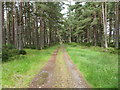 Woodland Track near Raebush in AB34 5QA