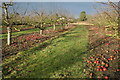 Orchard at Manor Farm in CO6 3JG