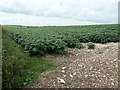 Potatoes growing on chalky soil, near Low Fields in YO16 4XY