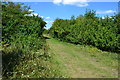 Footpath on former railway trackbed, RSPB Winterbourne Downs in SP4 0HH
