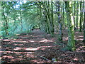 Llwybr ceffyl coedog / Wooded bridleway in SA9 1NE
