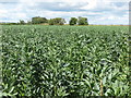 Field of Peas Near Lysdon Farm in NE24 4HA