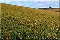 Rolling crop fields beside the Andover-Salisbury railway line in SP4 0JN