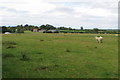 Grazing by Burnaby Farm in MK18 3PL