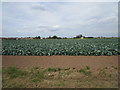 Field of brassicas on the edge of Skirbeck in PE21 0BB