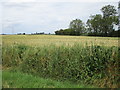 Reed filled drain and barley field in PE22 0RG