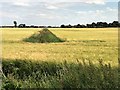Dike in a field of ripening barley in PE13 4HH