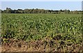 Field of maize in Crowshill in IP25 7PZ