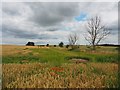 Poppies in a field of mixed grain in DN5 7EB