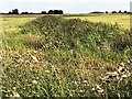 Thistles and reeds in a fenland dike in PE13 4HN