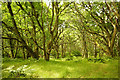 Oaks in Easter Oak Wood in IV7 8HU
