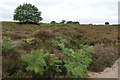 Boundary ditch, Roydon Common in PE32 1BY