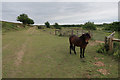 Dartmoor Pony in Grimston Warren in PE32 1BY