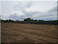 Field of brassicas off Chaintoft Lane in PE11 4HZ