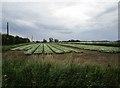 Brassicas opposite Crosskeys Farm in PE11 4RE