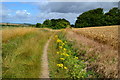 Field edge path on Barford Down in SP5 3QH