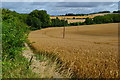 Fields and hedgerows at Barford Down in SP5 3QH