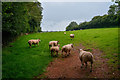 Winford : Grassy Field & Sheep in BS40 8HB