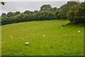 Winford : Grassy Field & Sheep in BS40 8BU