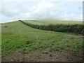 Field boundary, north of Hanging Cliff in YO25 3TX