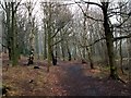 A footpath in Jobson Wood in S75 4BZ