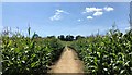 Path through sweetcorn - south of Rackham Mill in BN18 9NT
