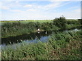 Swans with cygnets, West Fen Catchwater Drain in PE22 8AL