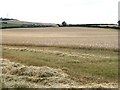 Field of wheat at Riding Barns Farm in NE16 5NP